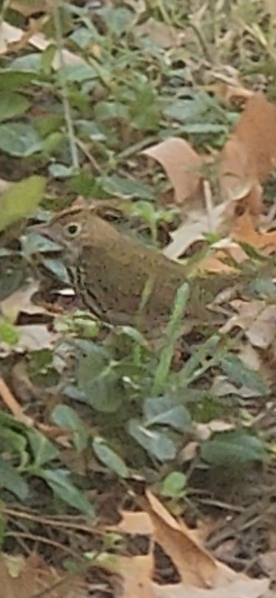 Paruline couronnée - ML644649611