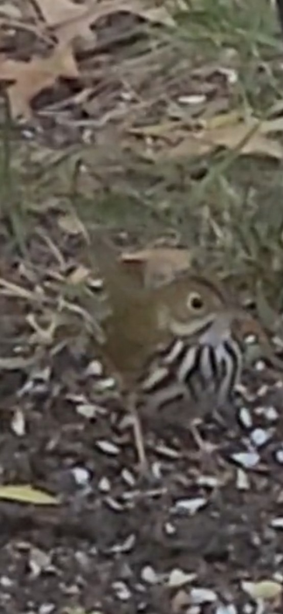 Paruline couronnée - ML644649612