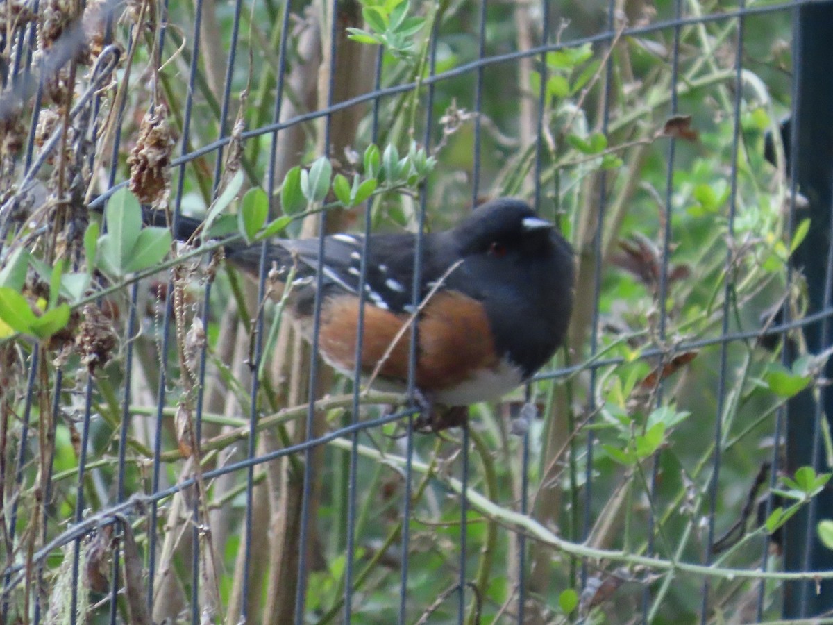 Spotted Towhee - ML644649618