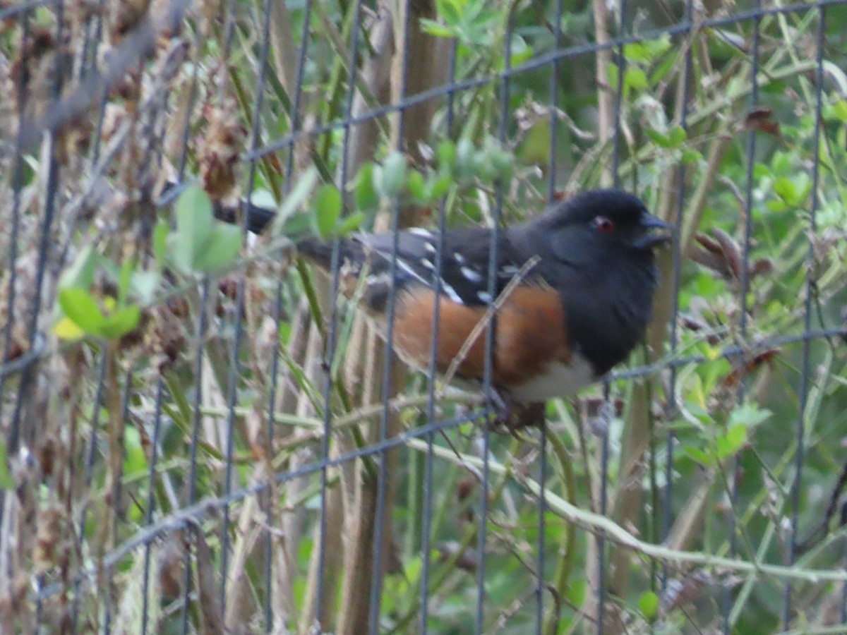 Spotted Towhee - ML644649619