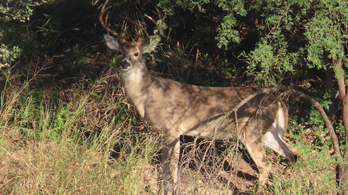 Animals - ML644649627