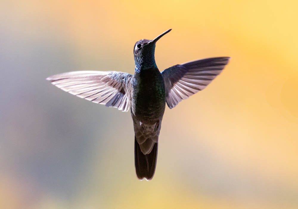 Rivoli's Hummingbird - ML644649634
