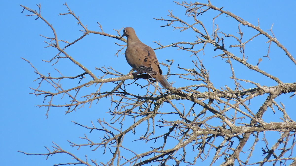 Mourning Dove - ML644649638