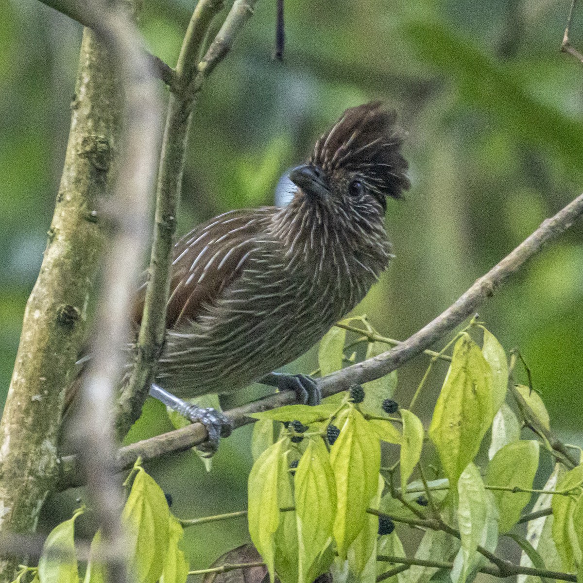 Striated Laughingthrush - ML644649641