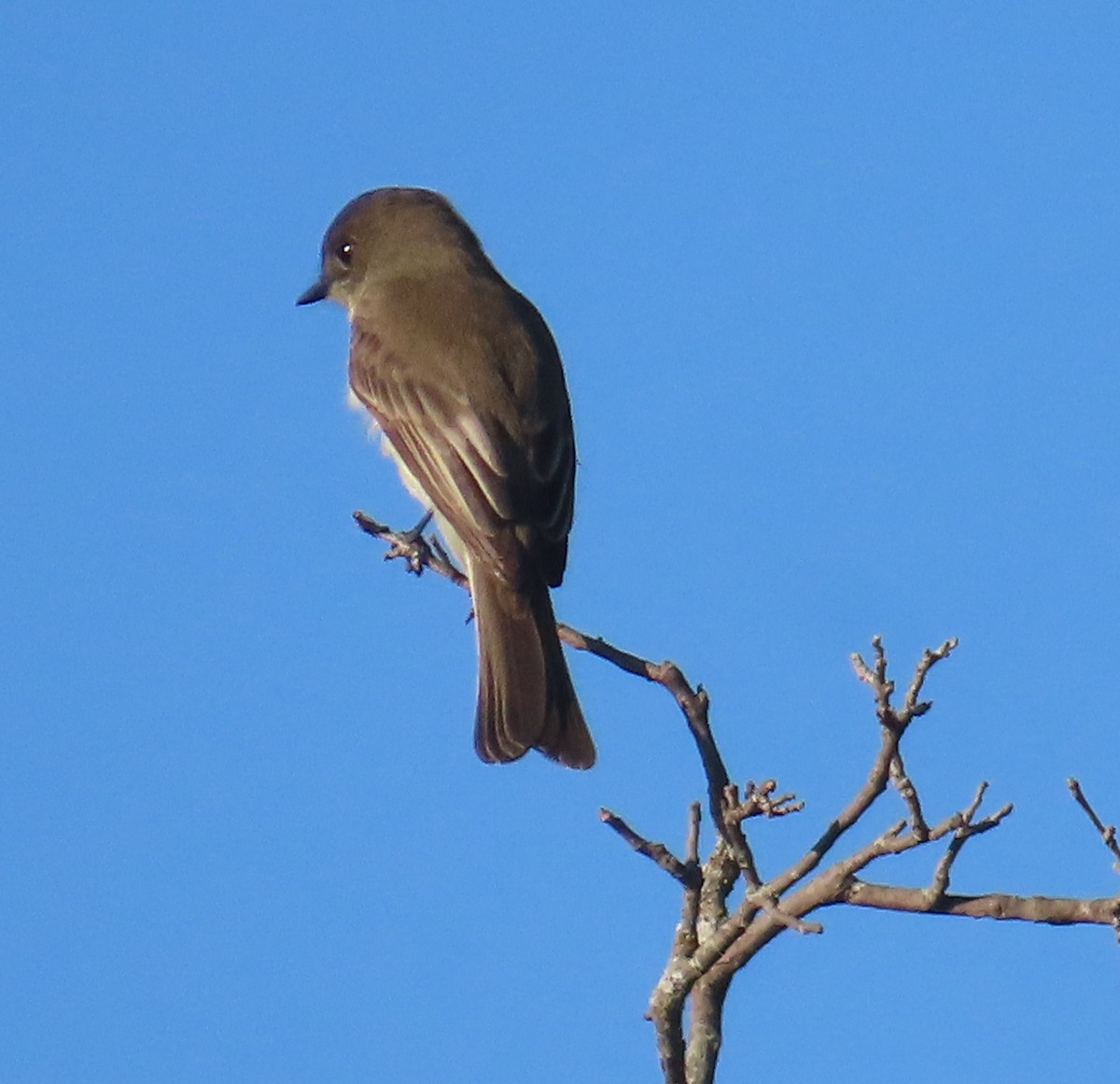 Eastern Phoebe - ML644649642
