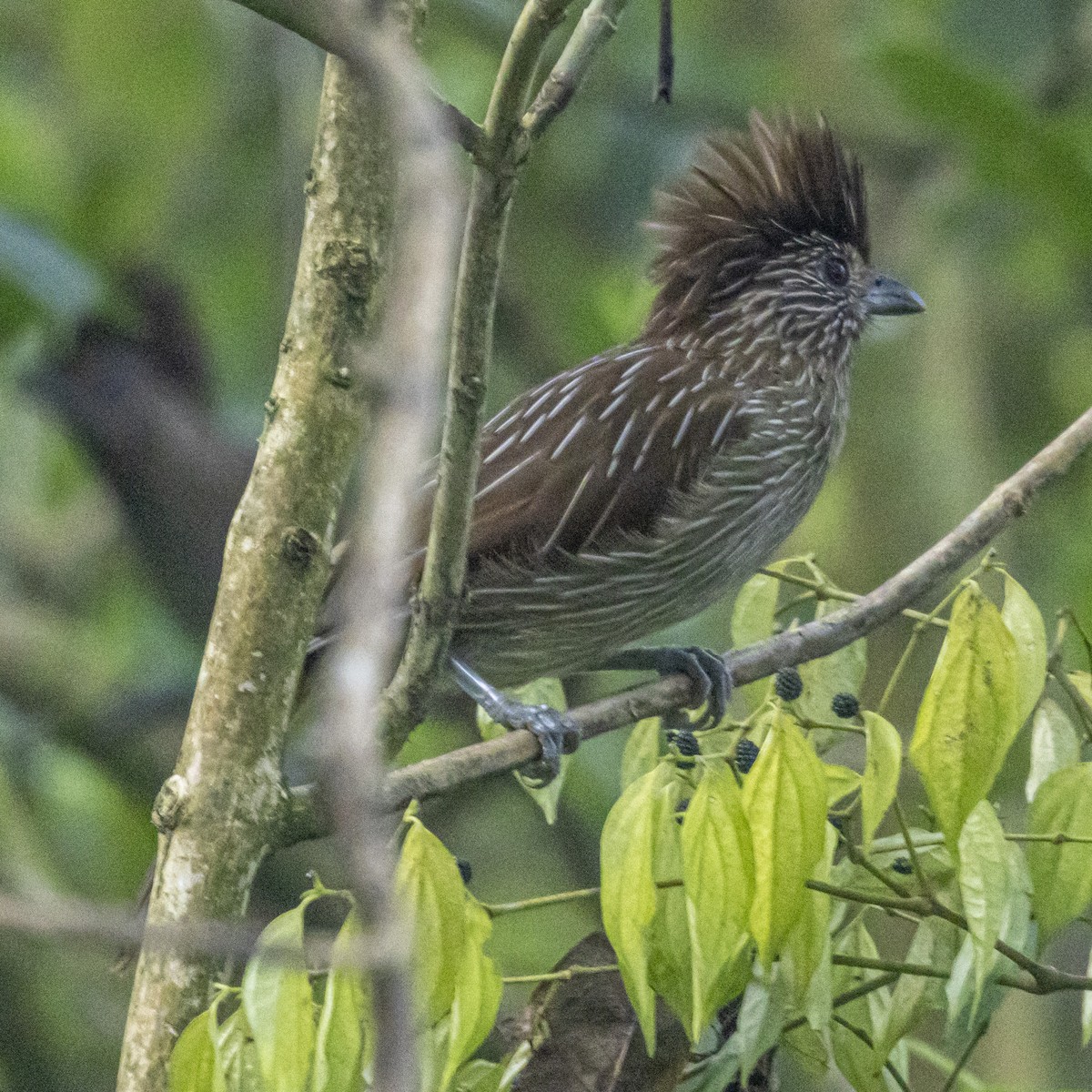 Striated Laughingthrush - ML644649649