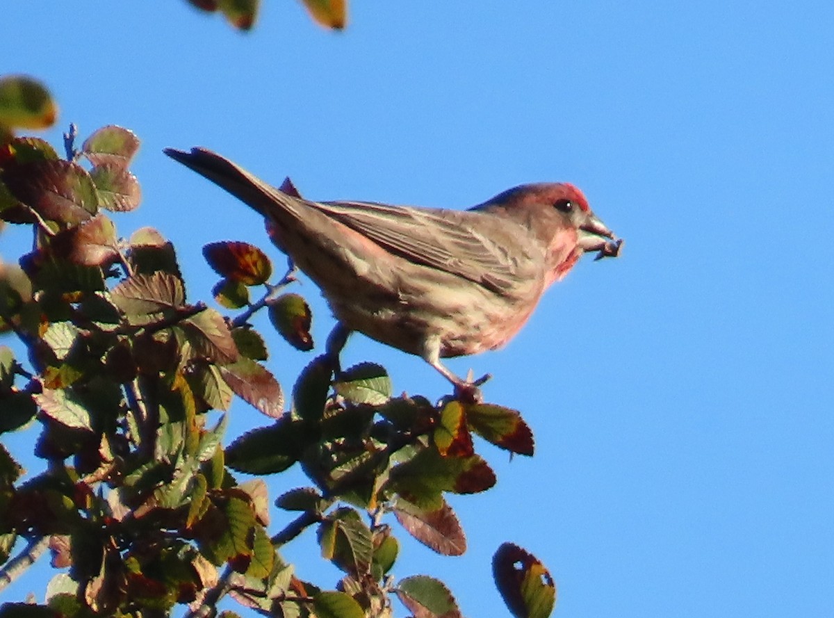 House Finch - ML644649652