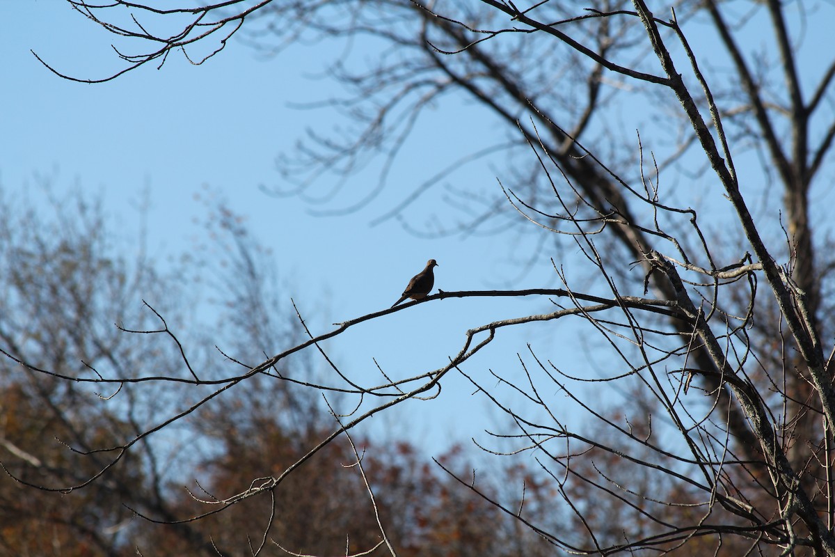 Mourning Dove - ML644649666