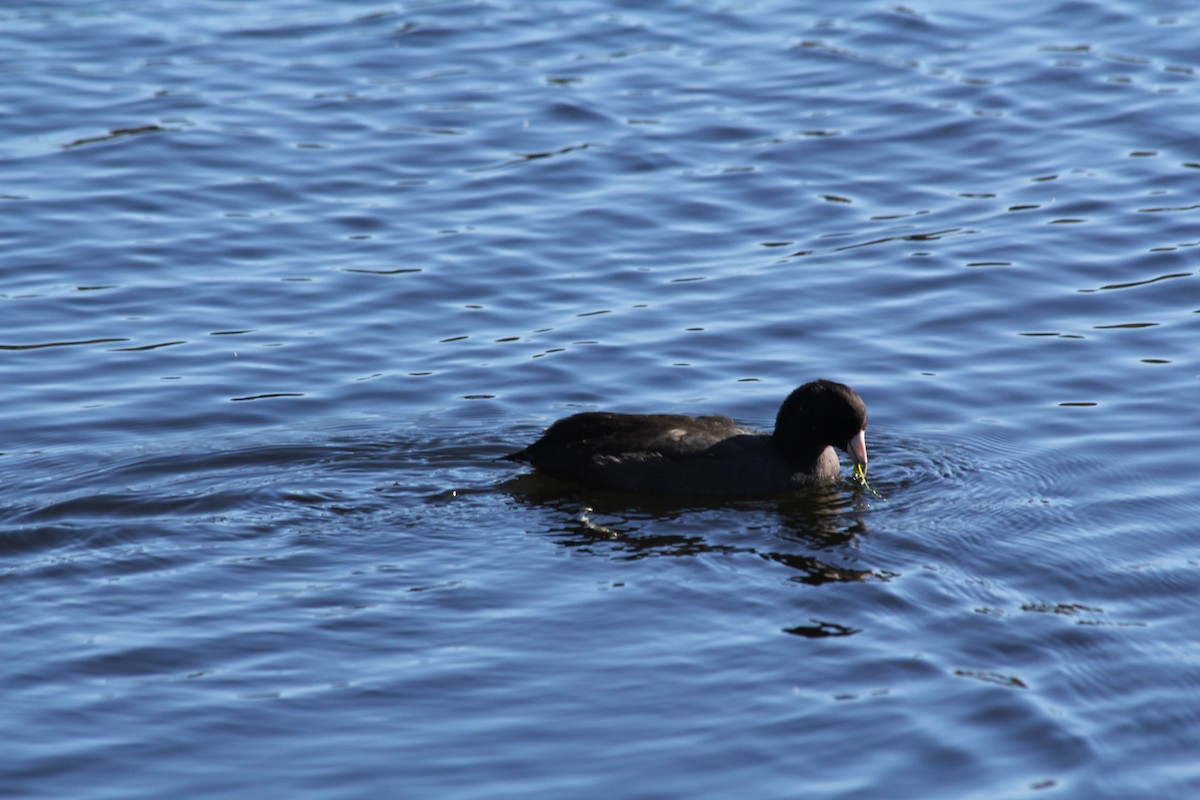 American Coot - ML644649672