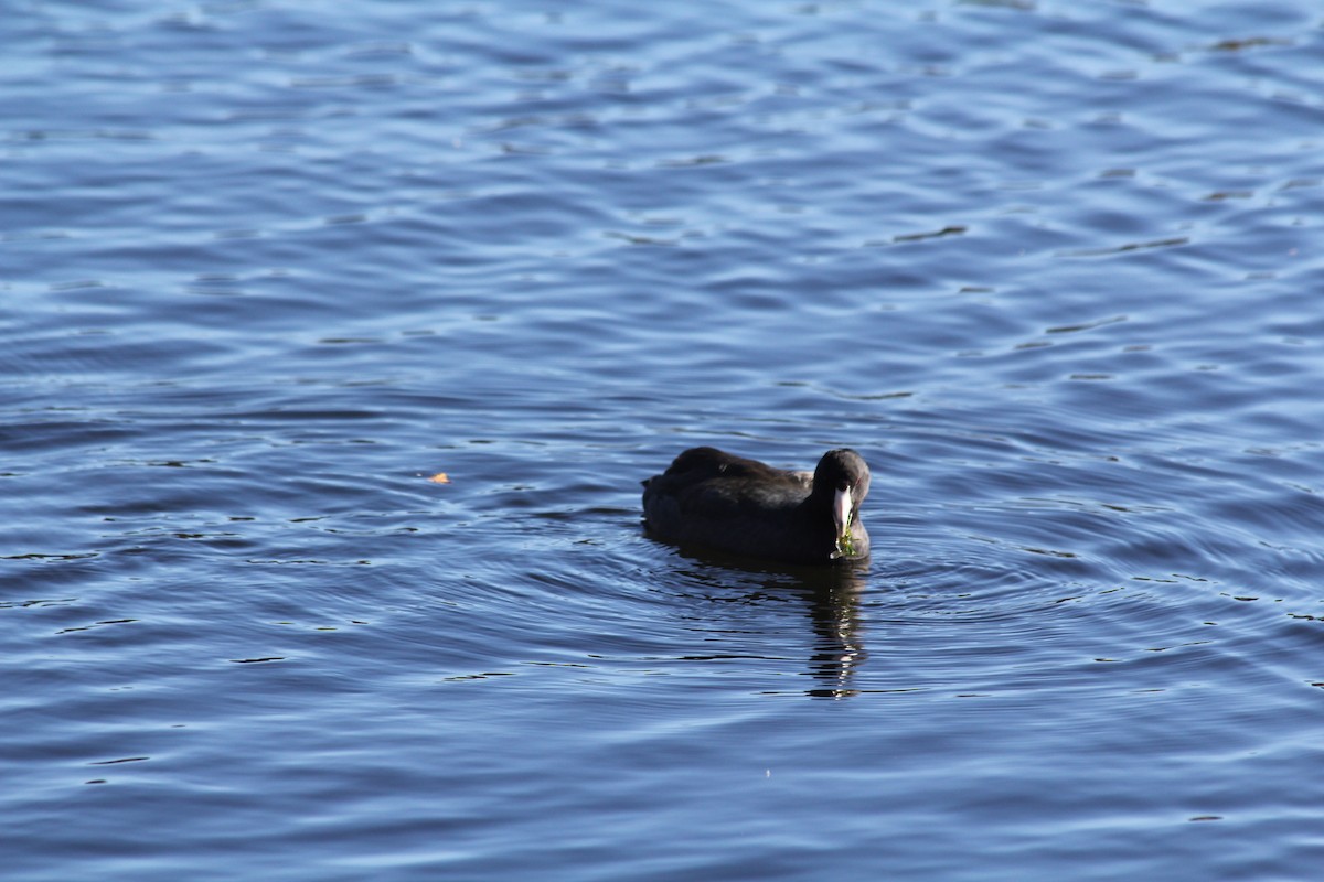 American Coot - ML644649673