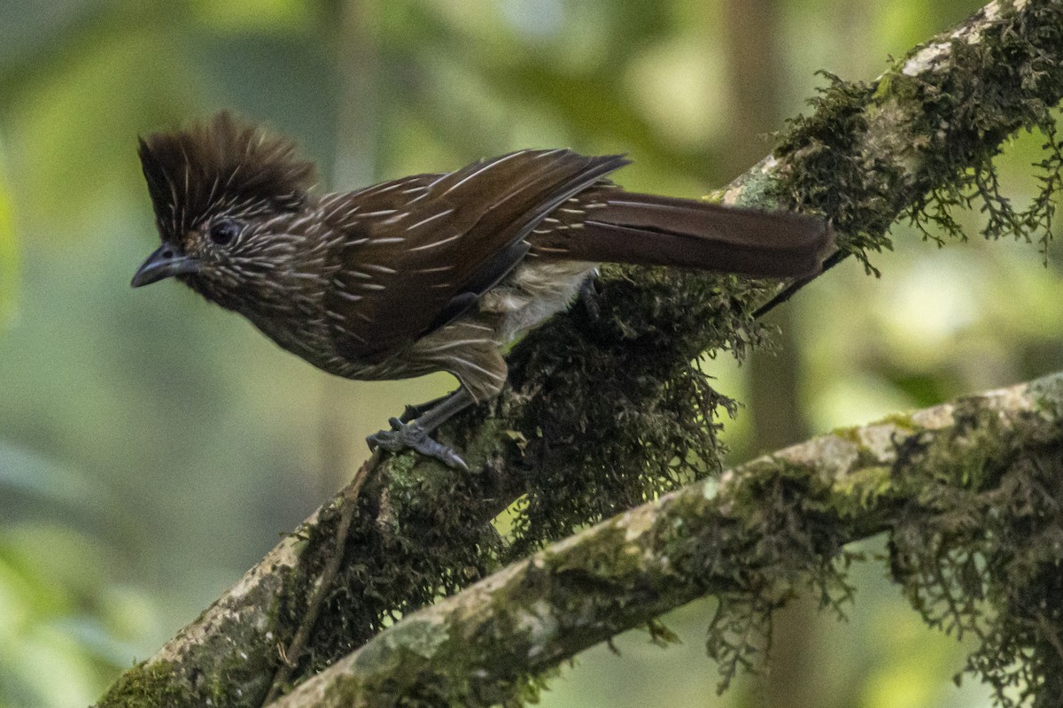 Striated Laughingthrush - ML644649674