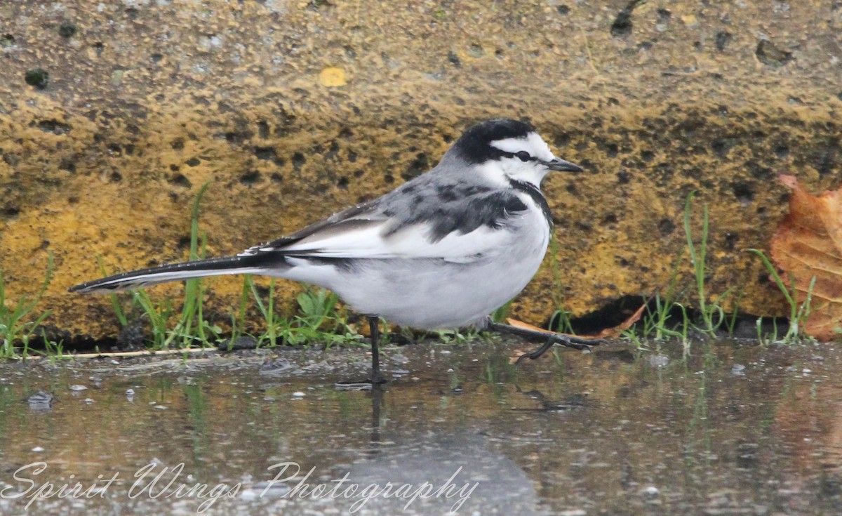 Bergeronnette grise (lugens) - ML644649676