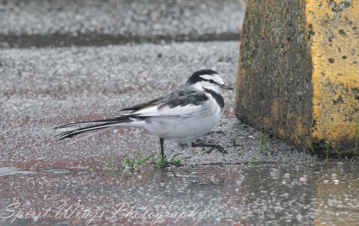 Bergeronnette grise (lugens) - ML644649677