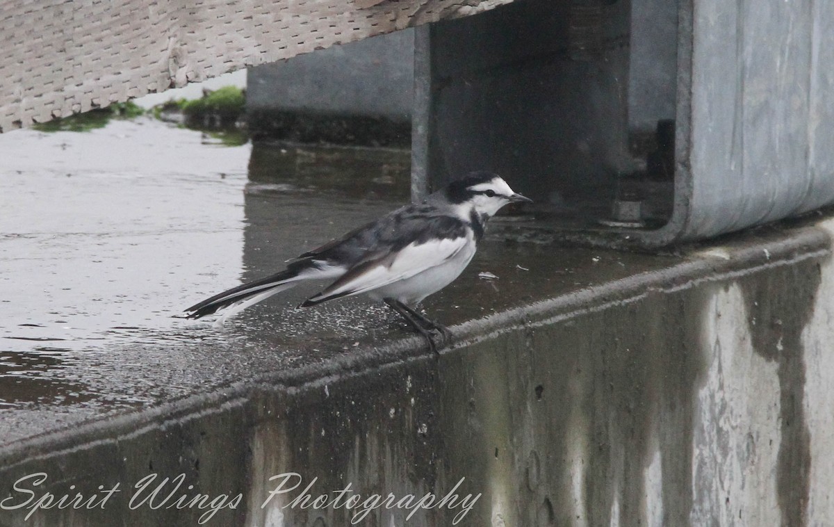 Bergeronnette grise (lugens) - ML644649678