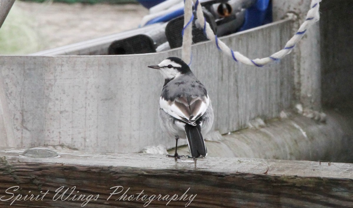 Bergeronnette grise (lugens) - ML644649679