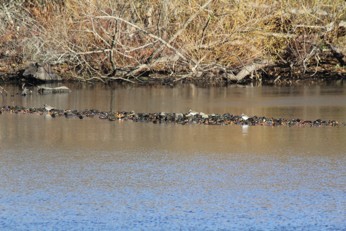 Killdeer - ML644649680