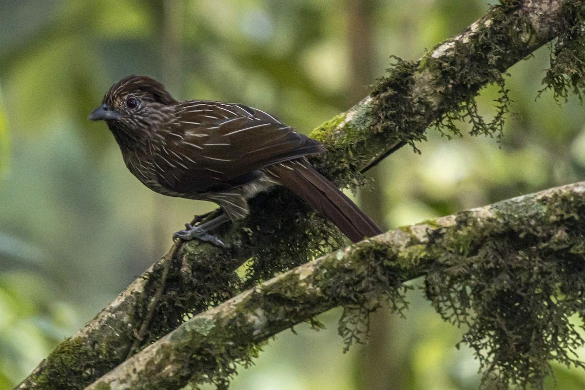 Striated Laughingthrush - ML644649688