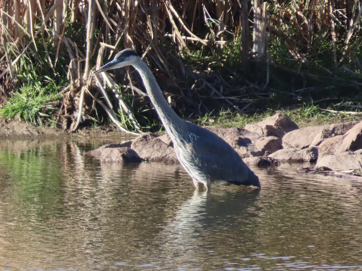 Great Blue Heron - ML644649690