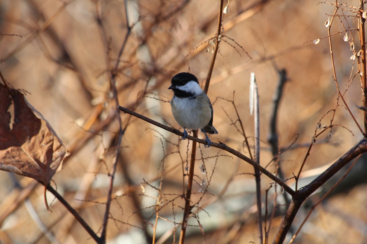 Black-capped Chickadee - ML644649708