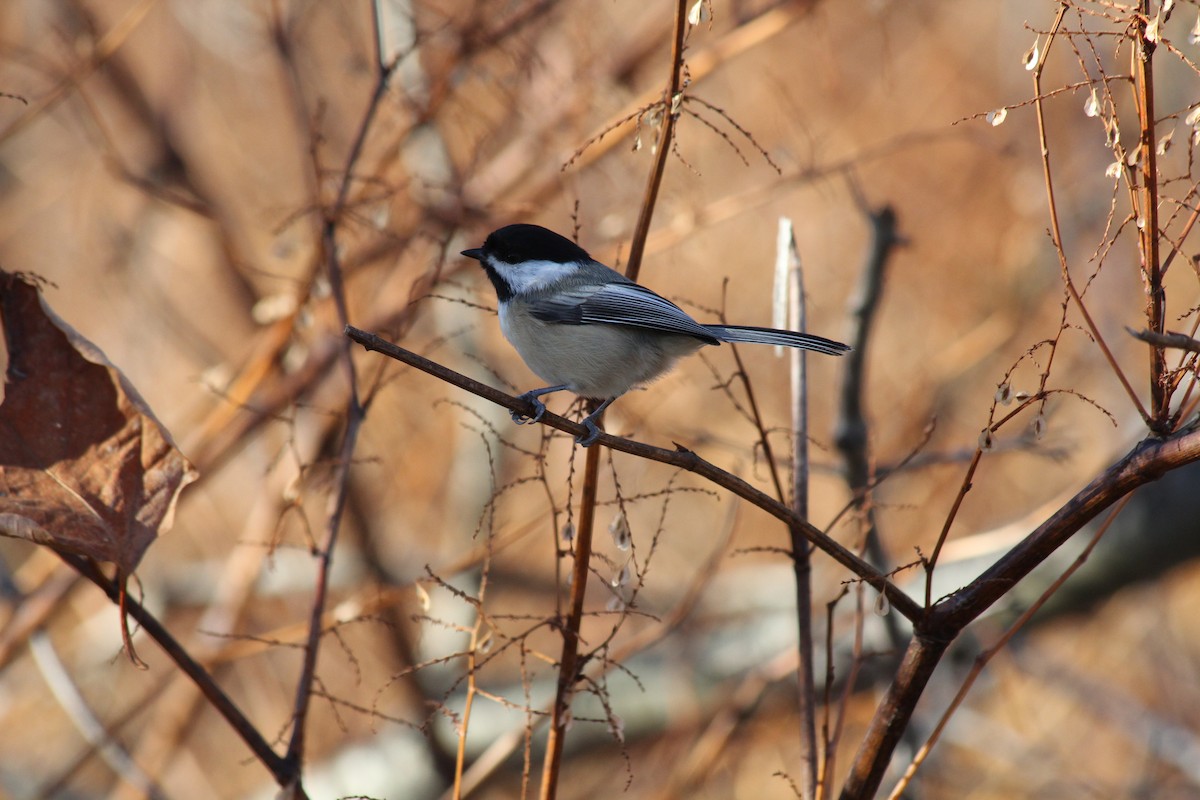 Black-capped Chickadee - ML644649709