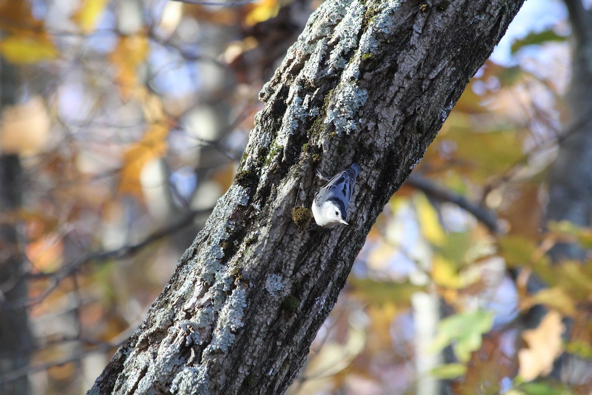 White-breasted Nuthatch - ML644649710