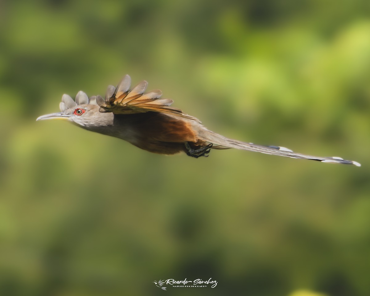 Puerto Rican Lizard-Cuckoo - ML644649711