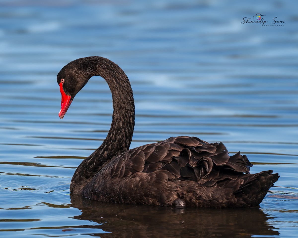 Black Swan - ML644649712