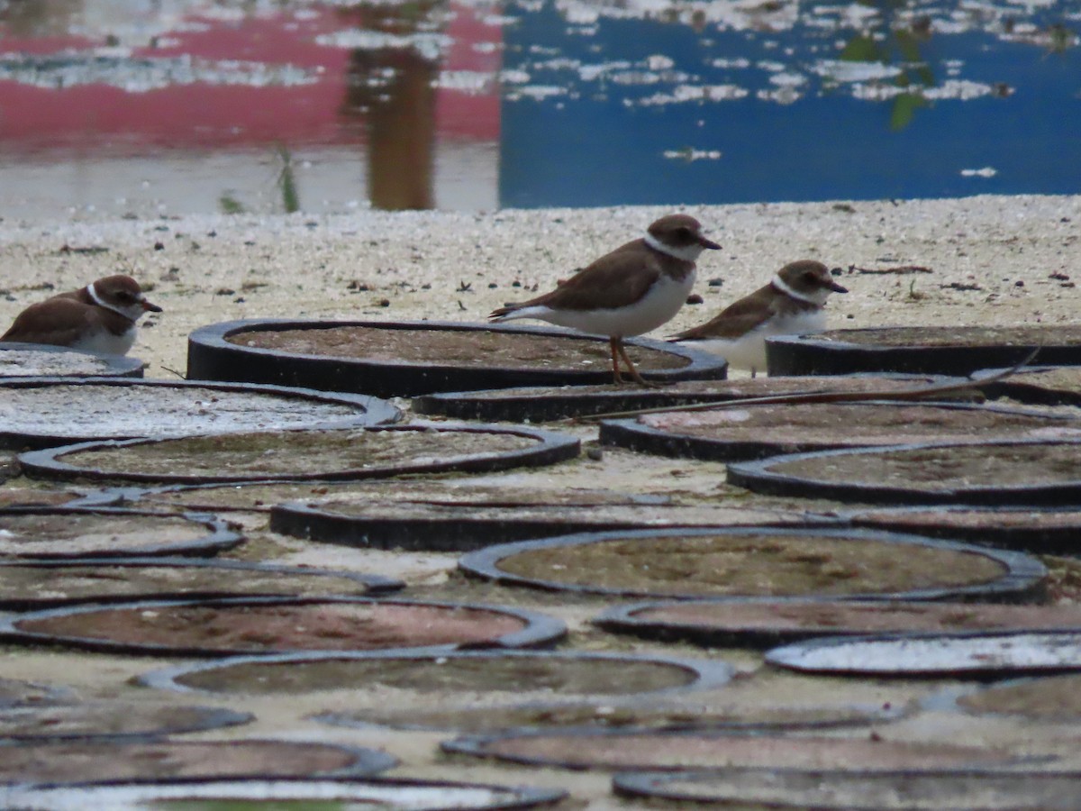 Semipalmated Plover - ML644649716