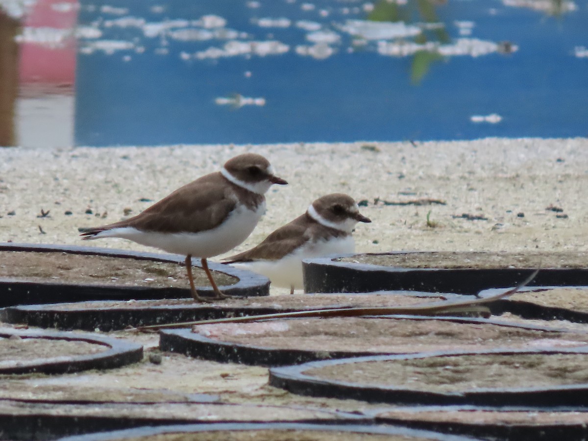 Semipalmated Plover - ML644649717