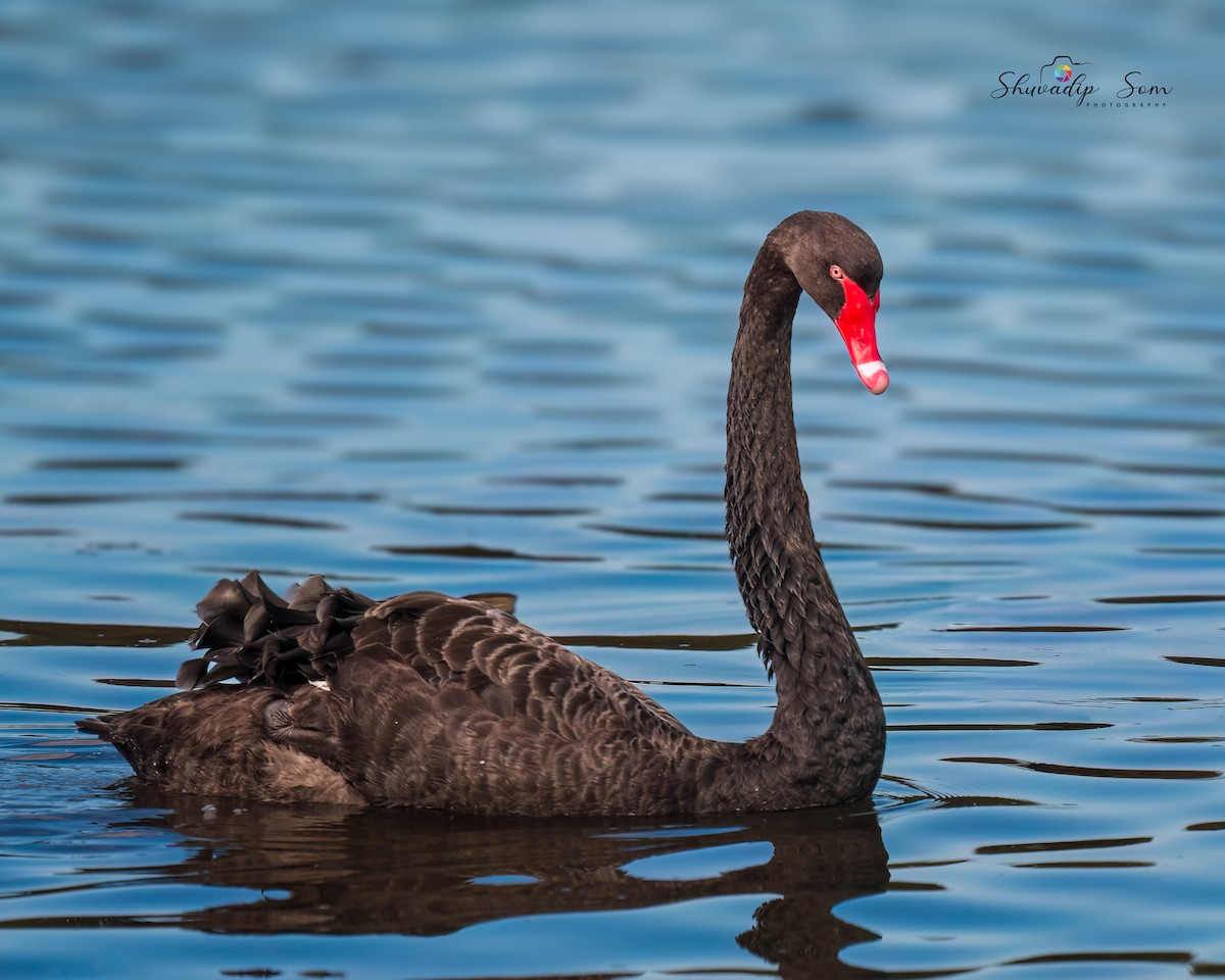 Black Swan - ML644649719