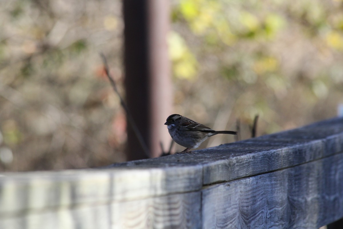 White-throated Sparrow - ML644649720