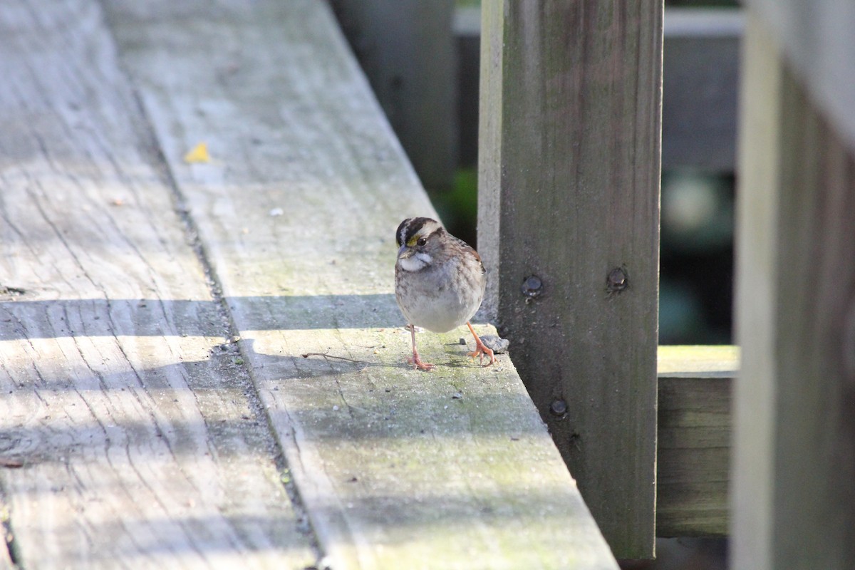 White-throated Sparrow - ML644649721