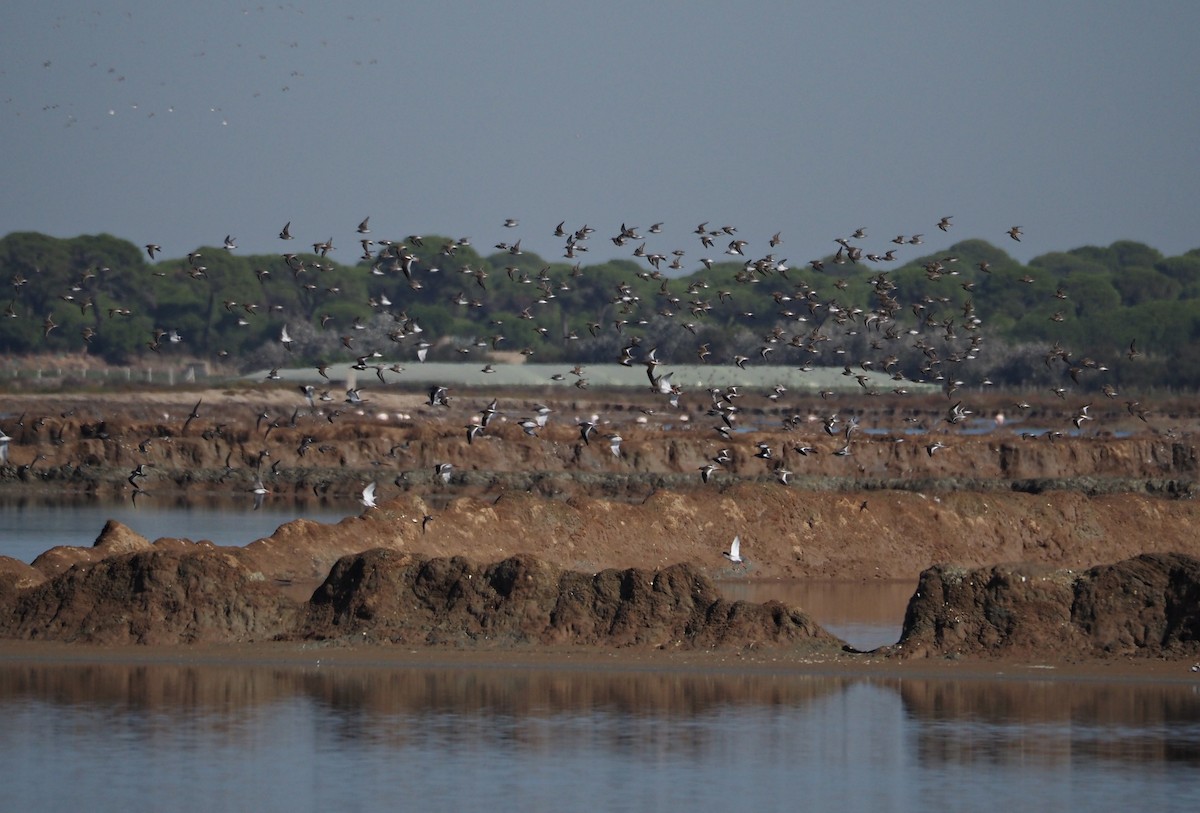 Dunlin - ML644649729