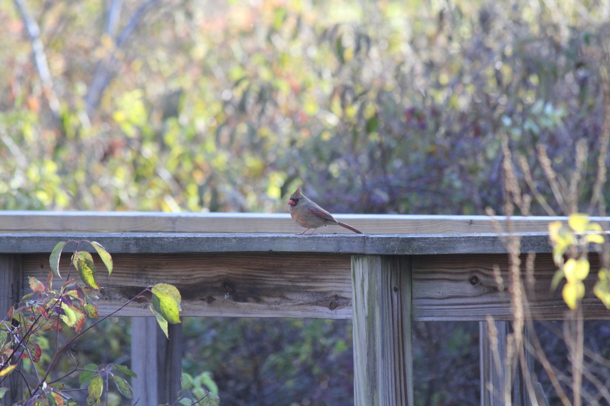 Northern Cardinal - ML644649730