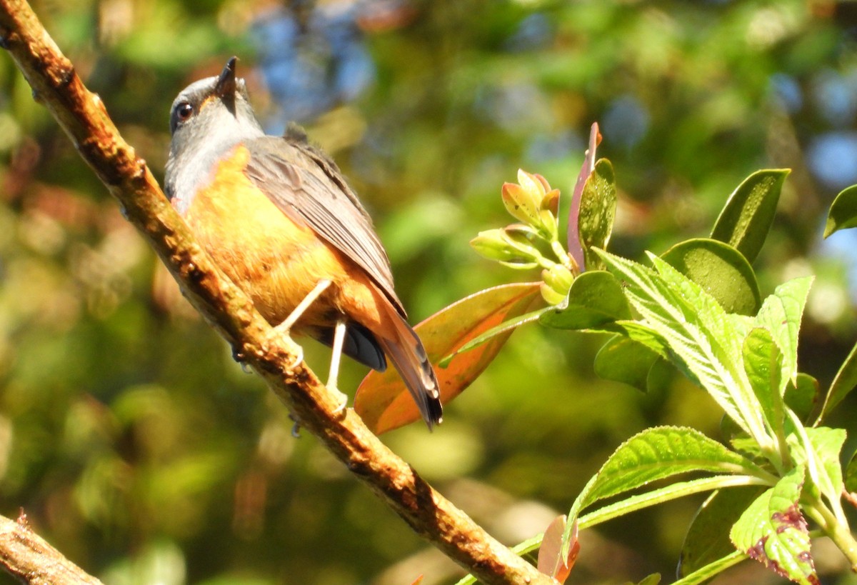 Нагірник струмковий (підвид sharpei) - ML644649731
