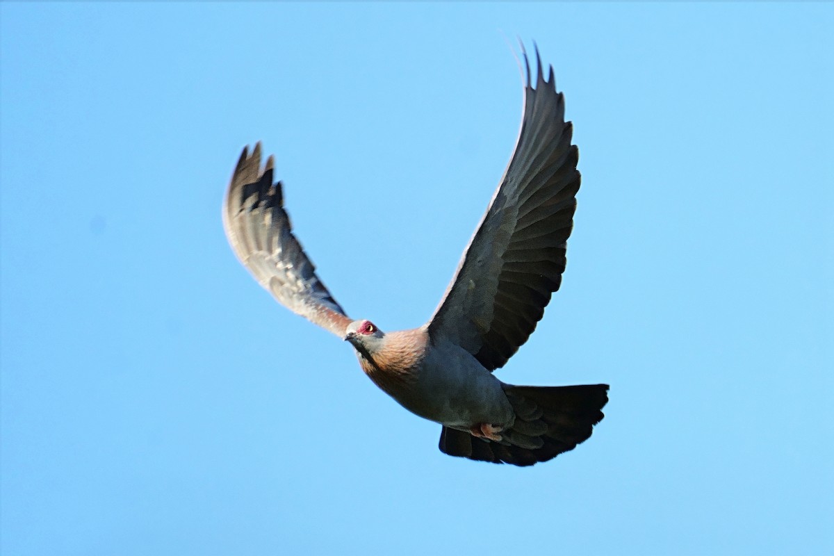 Speckled Pigeon - ML644649734