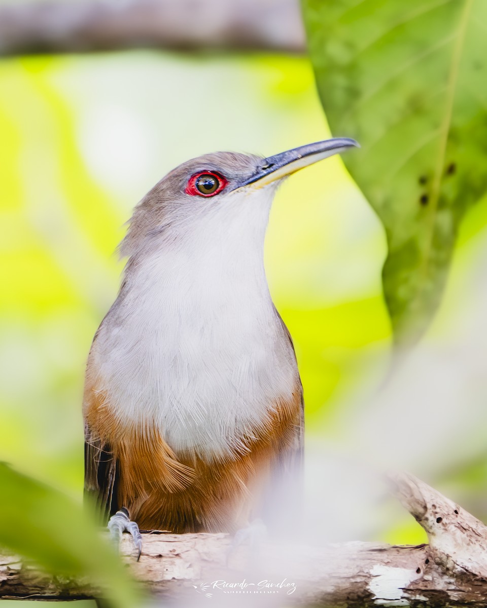 Puerto Rican Lizard-Cuckoo - ML644649739