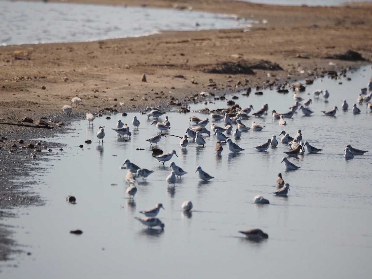 Sanderling - ML644649740