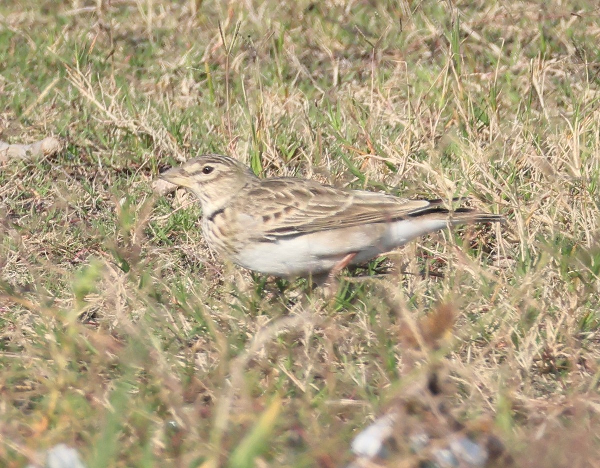 עפרוני ענק - ML644649744