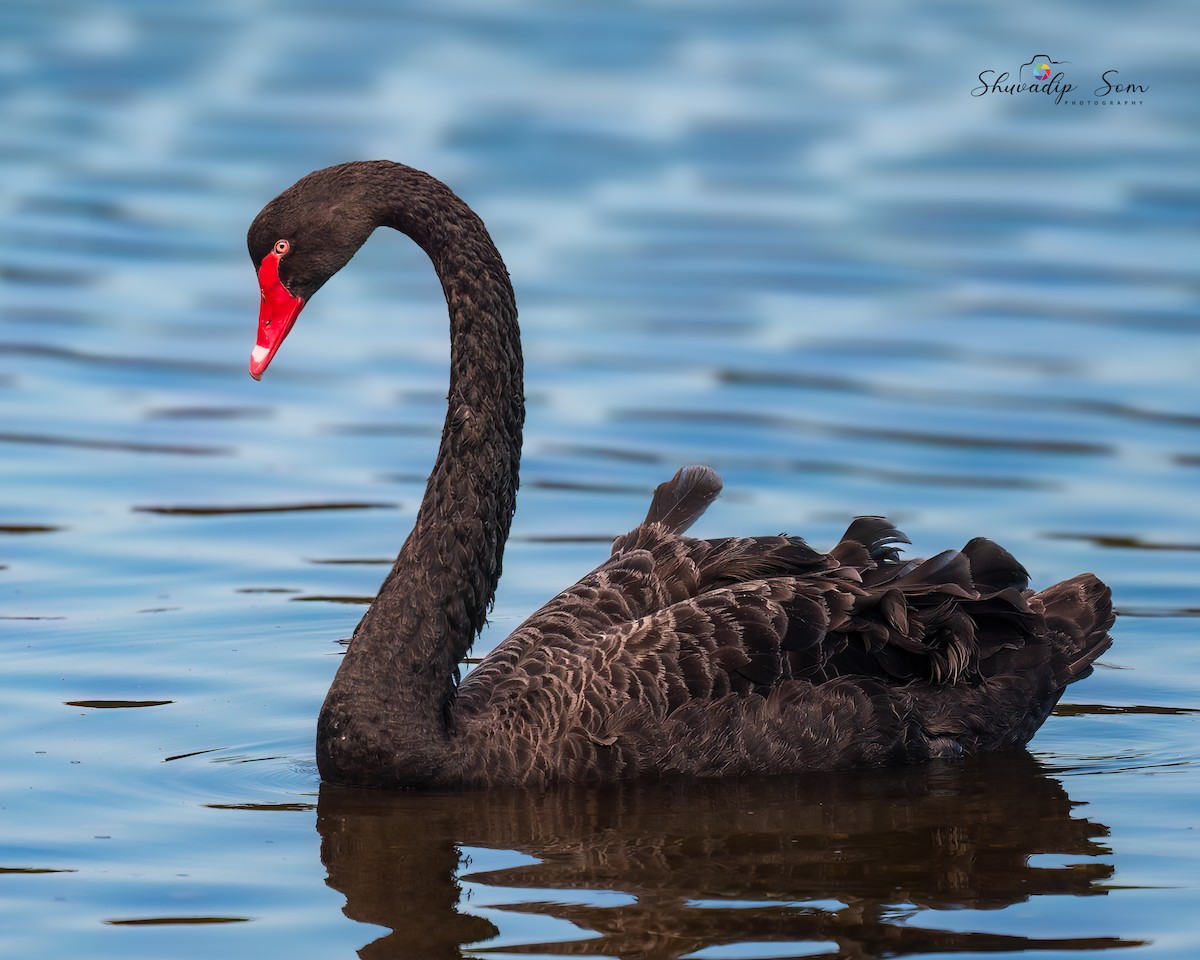 Black Swan - ML644649745