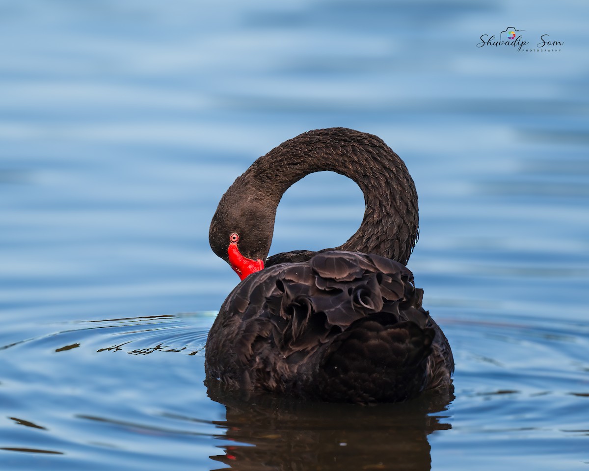 Black Swan - ML644649751