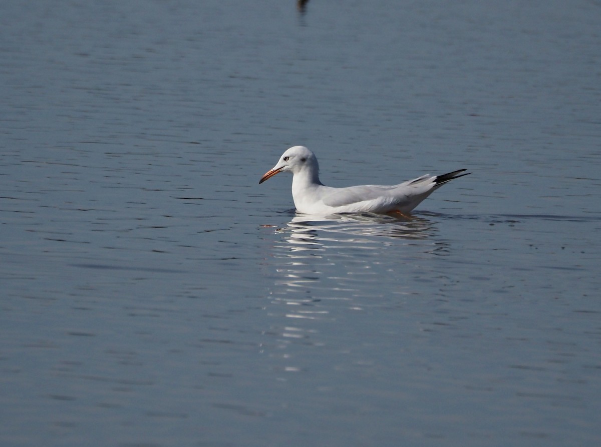 Slender-billed Gull - ML644649752