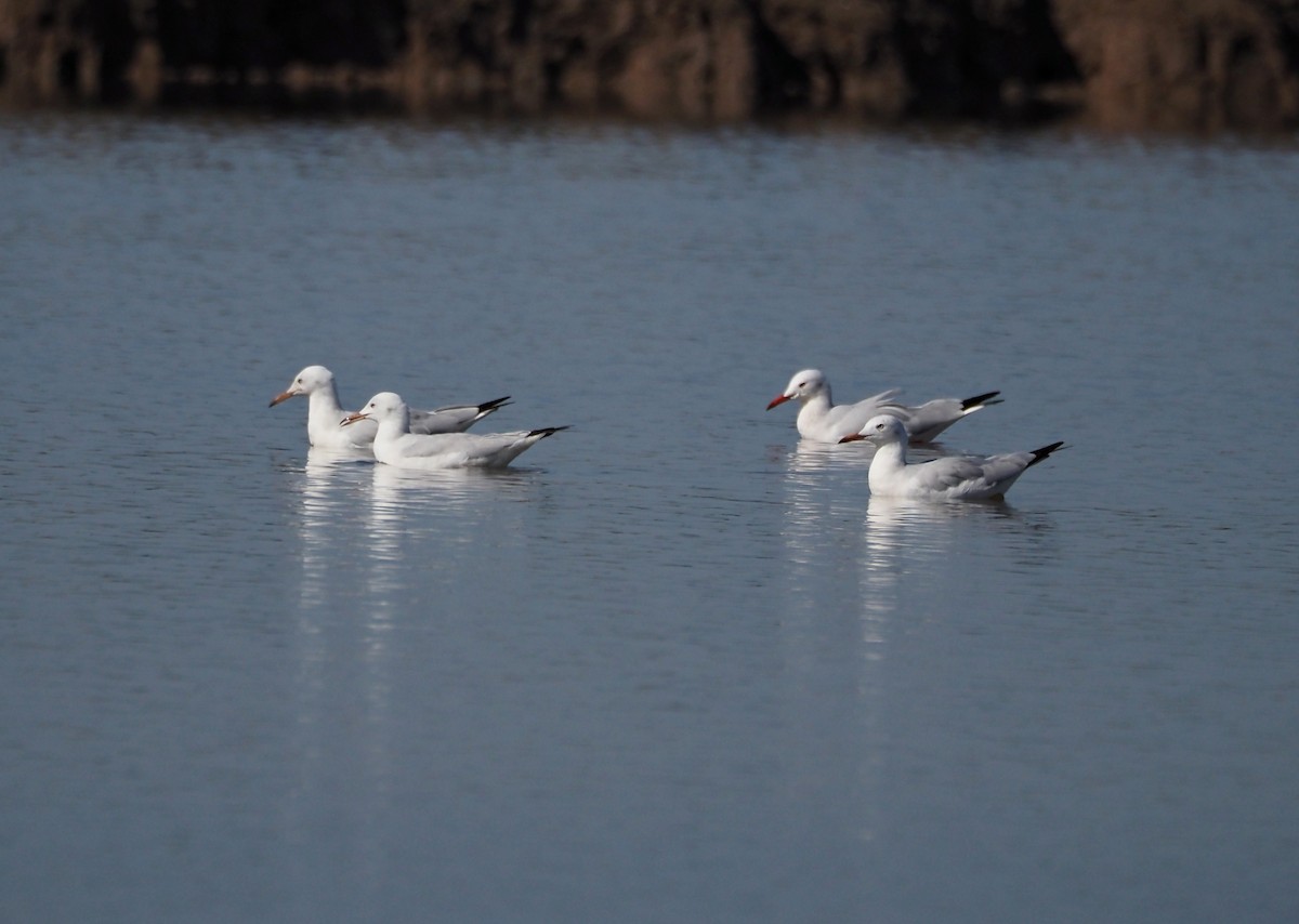 Slender-billed Gull - ML644649753