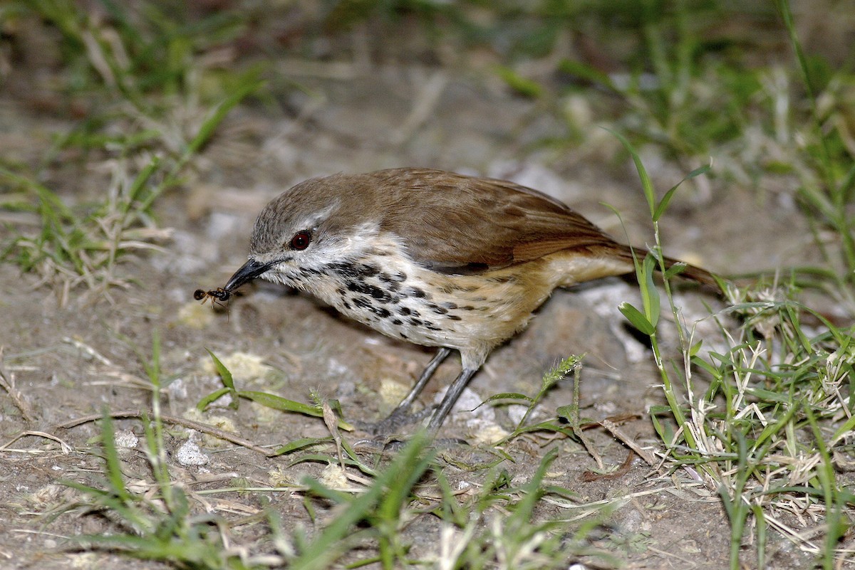 Spotted Morning-Thrush - ML644649755