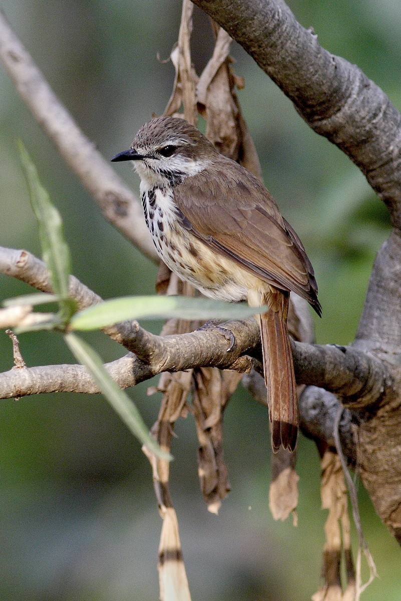 Spotted Morning-Thrush - ML644649756