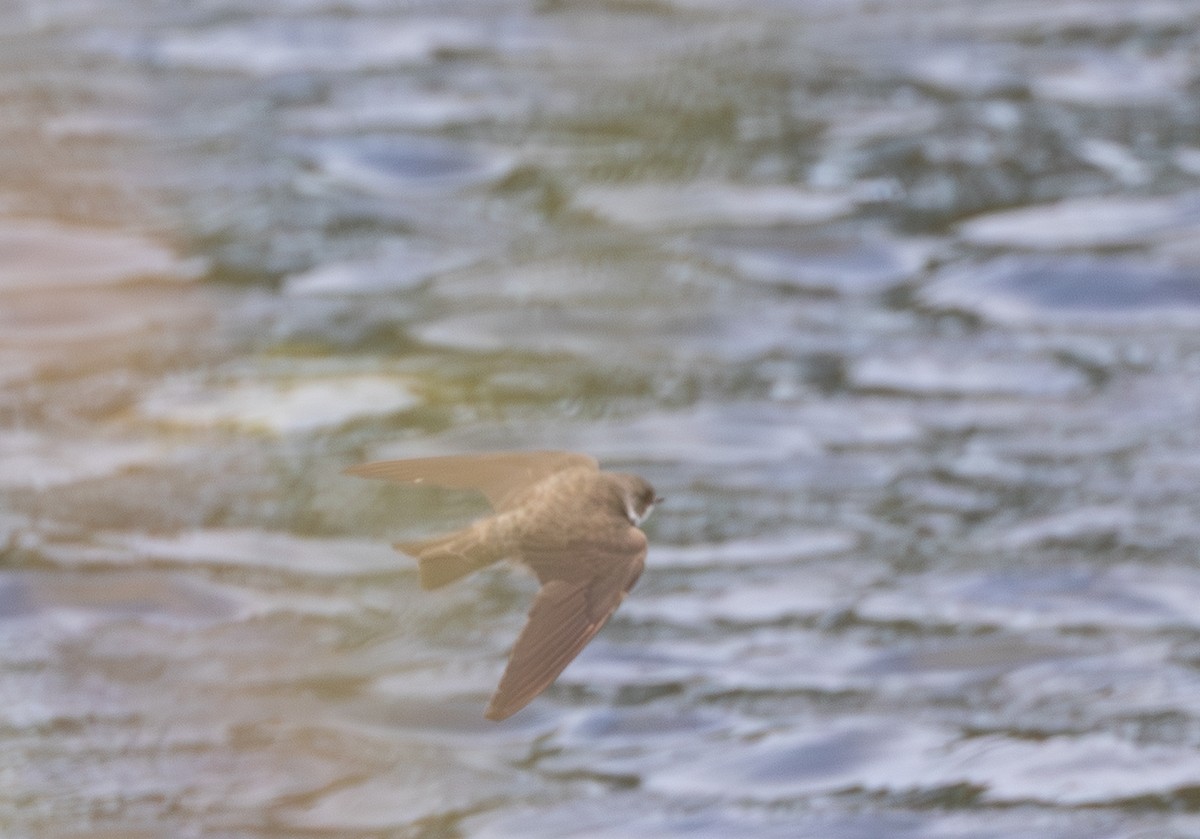 Bank Swallow - ML644649763