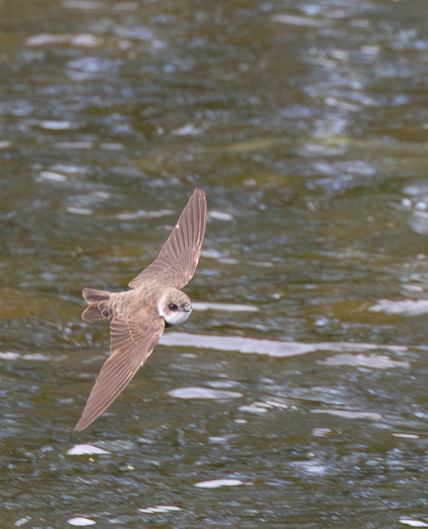 Bank Swallow - ML644649764