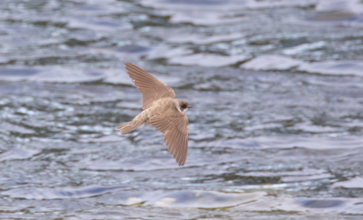 Bank Swallow - ML644649766