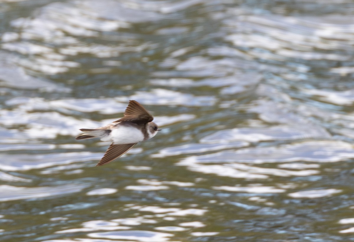 Bank Swallow - ML644649767