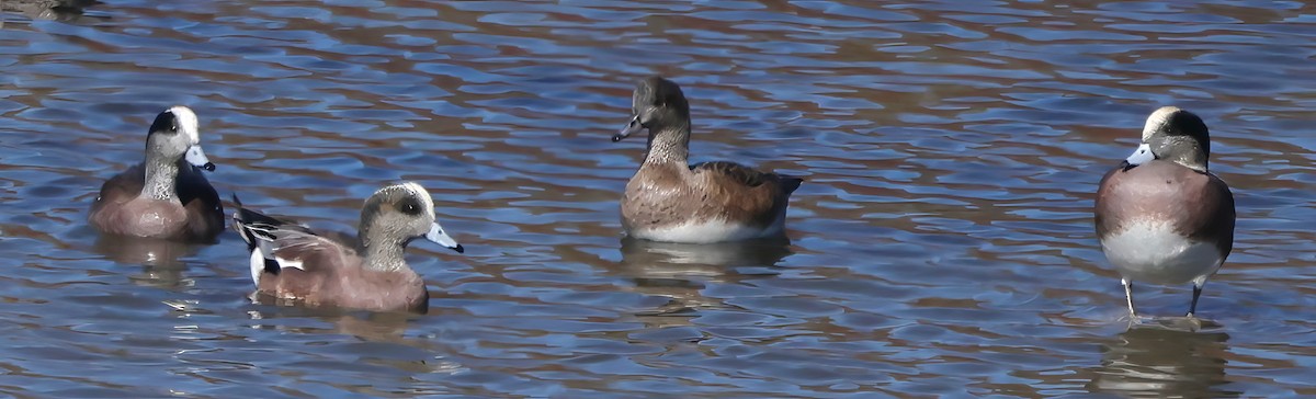 Свищ американський - ML644649768